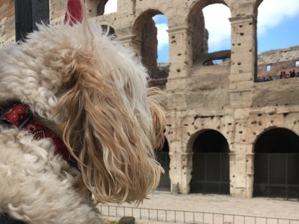 Woof guide to Rome – Travel tips for visiting Rome with your dog